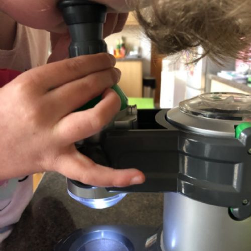 Jack and Sophie looking at a lacewing under the microscope 2